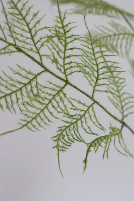 Kunstig Bregne - Bloom Objects