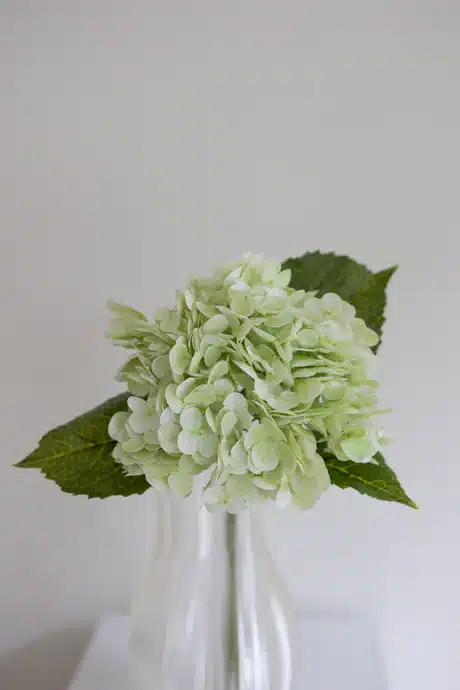 Lysegrøn hortensia - Bloom Object