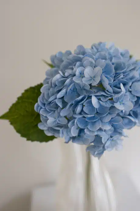 Blå hortensia - Bloom Object