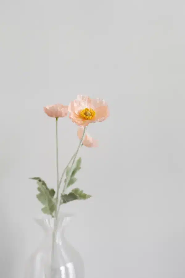 Valmue ferskenfarvet - Bloom Objects