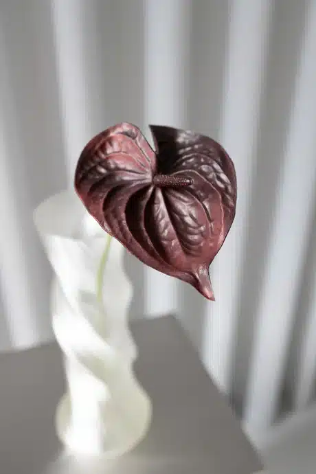Anthurium - Bordeaux - Bloom Objects