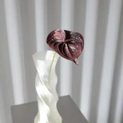 Anthurium - Bordeaux - Bloom Objects