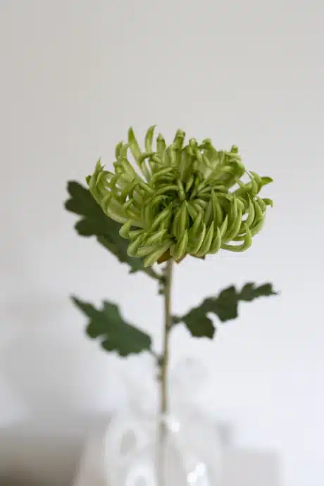 Kaktus Dahlia, Grøn - Bloom Objects