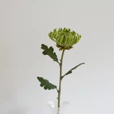 Kaktus Dahlia, Grøn - Bloom Objects