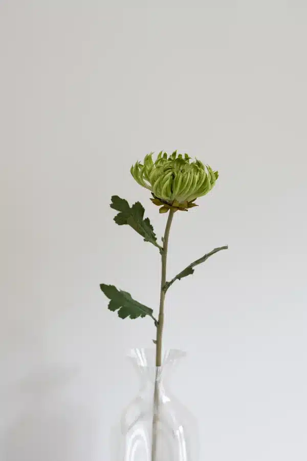 Kaktus Dahlia, Grøn - Bloom Objects