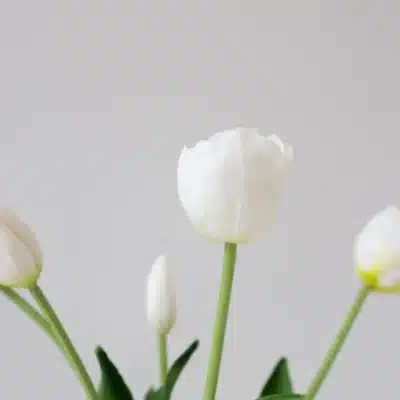 5 stk. fyldige tulipaner, hvid - Bloom Objects - Image 2