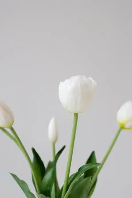 5 stk. fyldige tulipaner, hvid - Bloom Objects