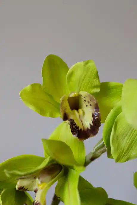 Cymbidium, grøn - Bloom Objects