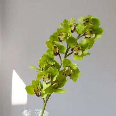 Cymbidium, grøn - Bloom Objects - Image 3