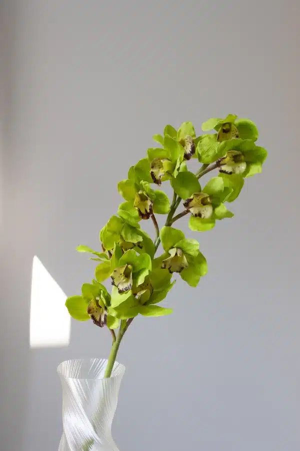 Cymbidium, grøn - Bloom Objects