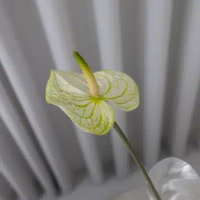 Anthurium i Hvid og Grøn - Bloom Objects