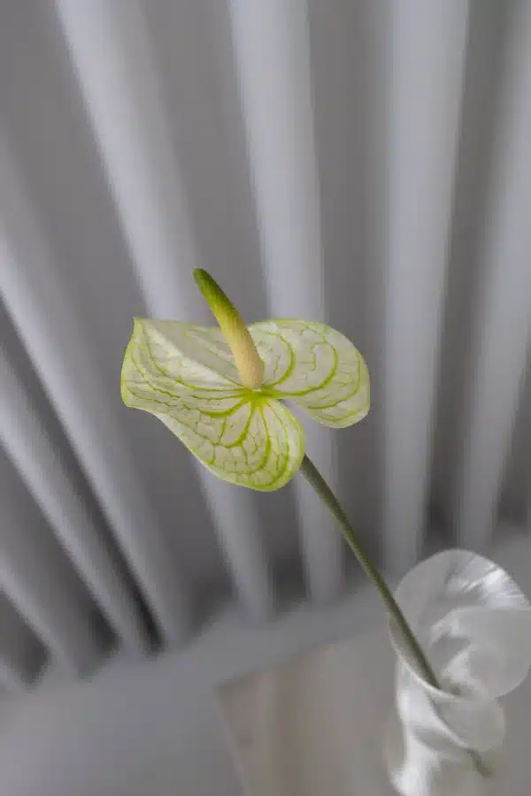 Anthurium i Hvid og Grøn - Bloom Objects